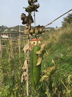 Luffa ...  eco-spugne da coltivare