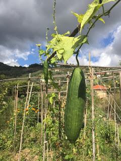 Luffa ...  eco-spugne da coltivare