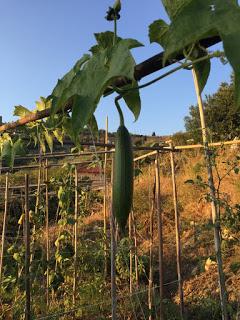 Luffa ...  eco-spugne da coltivare