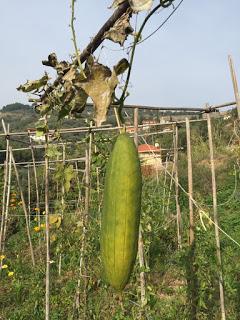 Luffa ...  eco-spugne da coltivare