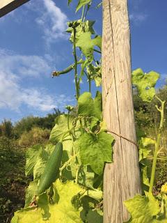 Luffa ...  eco-spugne da coltivare