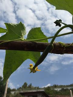 Luffa ...  eco-spugne da coltivare