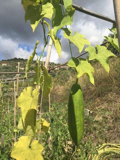 Luffa ...  eco-spugne da coltivare