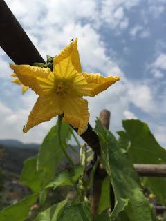 Luffa ...  eco-spugne da coltivare