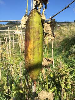 Luffa ...  eco-spugne da coltivare