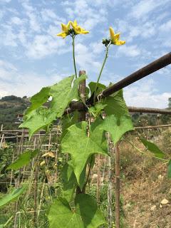 Luffa ...  eco-spugne da coltivare