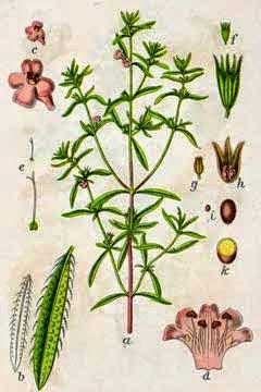 Santoreggia, olio essenziale