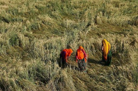 Contadine indiane controllano il raccolto del grano danneggiato dalle piogge e grandini eccezionali a Govingpura, vicino a Jaipur, nel Rajahstan (AP Photo/Deepak Sharma)