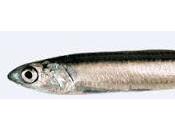 Alice cenone delle meraviglie