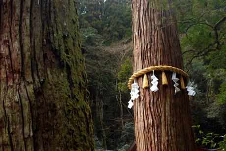 Un albero con una fune sacra (foto di Patrick Colgan, 2015)