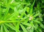 Erbe tintura, infuso, olio essenziale, Gallium aparine
