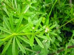 Erbe in tintura, infuso, olio essenziale, Gallium aparine