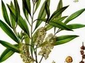 tree, olio essenziale