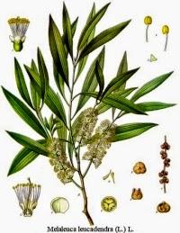 Tea tree, olio essenziale
