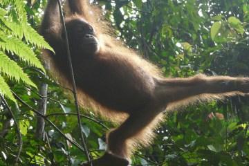 Crudeltà verso gli animali: non cavalcate fino al cratere del Bromo in Indonesia