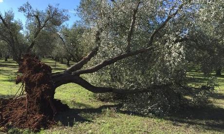 Un Ulivo sradicato (ph. Ansa)