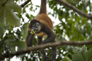 22 Oct 2014, Costa Rica --- Spider Monkey eating in rain forest of Costa Rica --- Image by © Layne Kennedy/Corbis