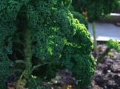 Come coltivare Cavolo ‘Kale’
