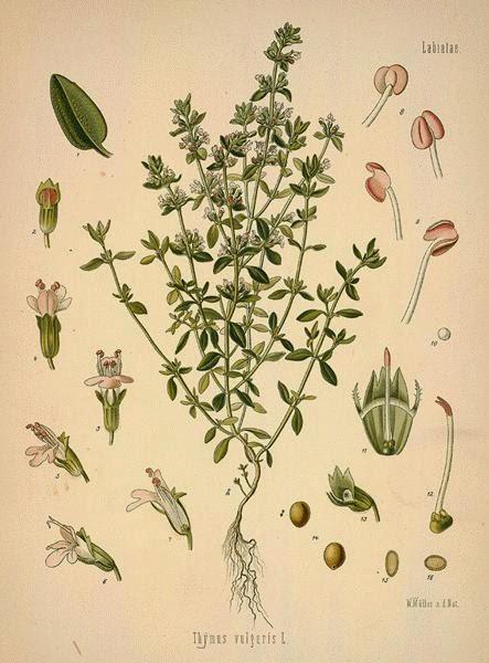 Timo, olio essenziale