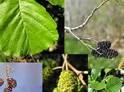 Energia concentrazione: aiutarsi gemmoderivati ontano olivo