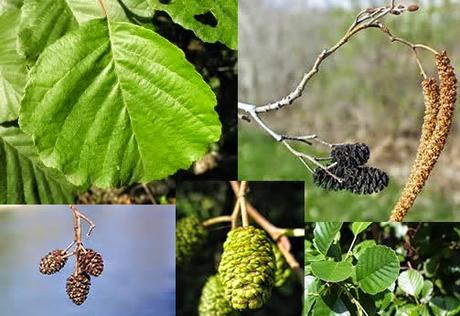 Energia e concentrazione: aiutarsi con i gemmoderivati ontano e olivo