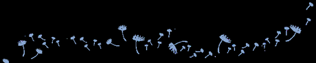 [Anteprime Edizioni e/o Gennaio] La strega nera di Teheran di Gina B. Nahai - Sotto un sole diverso di Ernst Lothar - Vita degli elfi di Muriel Barbery - Tutti i giorni di tua vita di Lia Levi