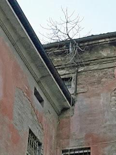 L'albero superstite e i prati pensili.