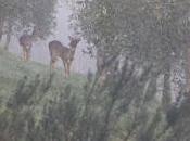 ricorderemo questa nebbia