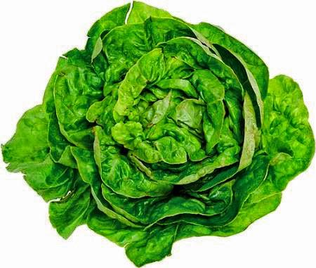 Antichi rimedi popolari per il sonno: la lattuga