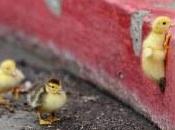 L'Altro concorso antologia sulle diversità Genere umano.