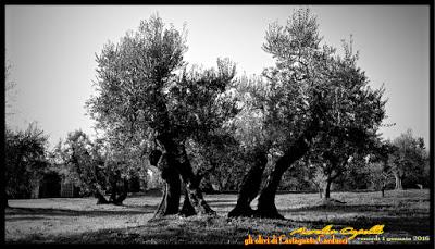 gli olivi di Castagneto Carducci