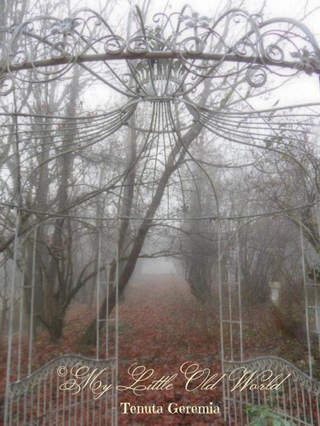 Secret tales from a misty garden.