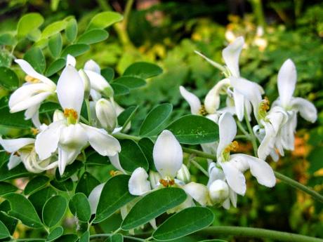 Moringa oleifera: proprietà e benefici