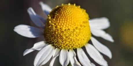 Purificare la bile e prevenire le coliche: olio essenziale di camomilla