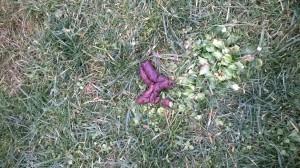 Una foto scattata e pubblicata su Facebook da Renato Quattrocchi, nei giardini adiacenti al comune di Luino