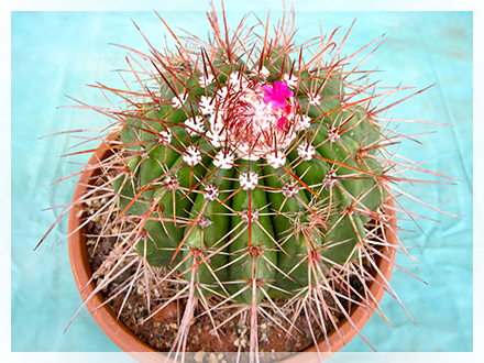 Il melocactus richiede un terriccio molto drenante come tutte le piante succulente ma la temperatura di esposizione richiesta è molto alta e di pieno sole; anche nel periodo invernale la pianta non dovrà essere esposta a temperature inferiori ai 16 °C. Le annaffiature andranno fatte solo a terreno completamente asciutto e sospese del tutto nel periodo invernale  La riproduzione avviene per semi depositando gli stessi in un letto di terra setacciata e sabbia costantemente umidi ed esposti ad una temperatura di 24 °C in posizione ombreggiata.