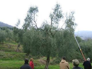 Olivo forma di allevamento vaso policonico