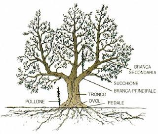 Perché far conoscere ai proprietari del paesaggio agrario del Salento leccese le buone pratiche agricole