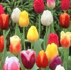 Il tulipano, il fiore del sultano