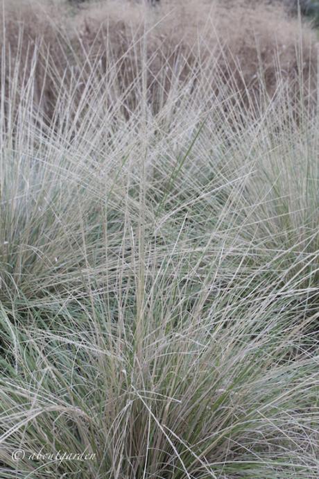 Muhlenbergia dubia