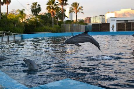 oceanografic valencia