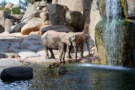 bioparc valencia spagna