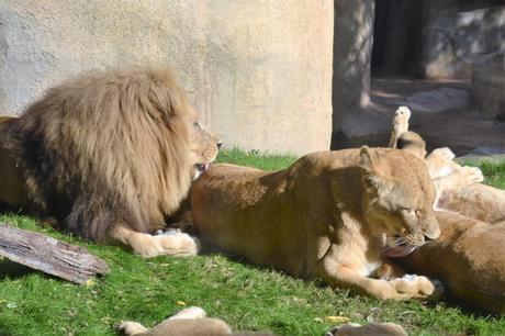 bioparc valencia spagna