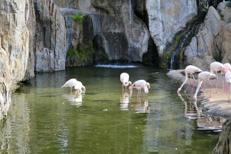 bioparc valencia spagna