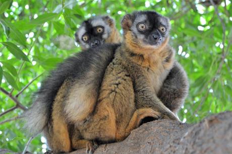 bioparc valencia spagna