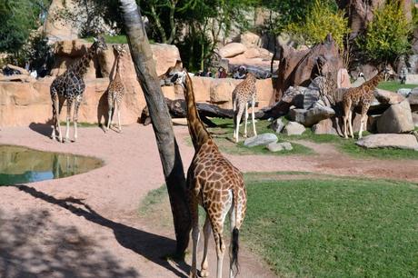 bioparc valencia spagna