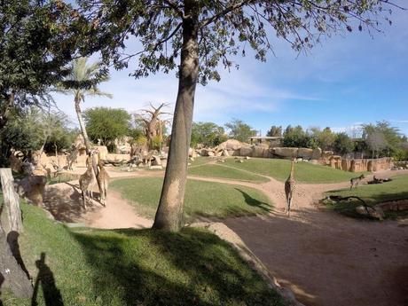 bioparc valencia spagna