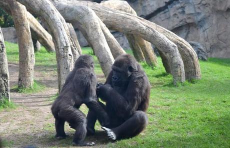 bioparc valencia spagna gorilla