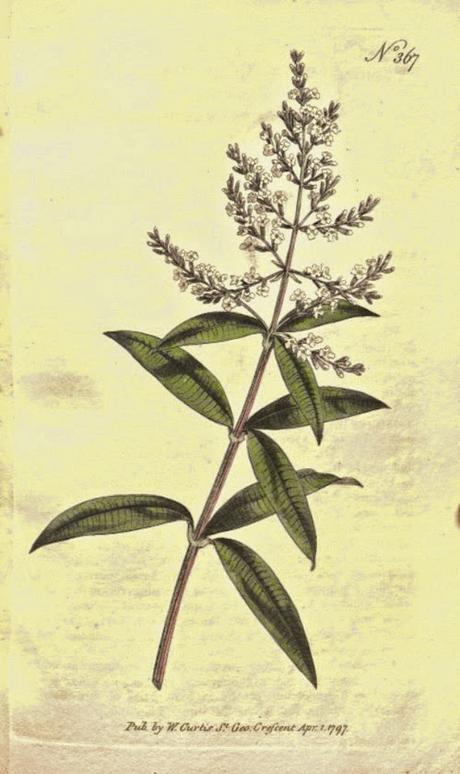 Verbena odorosa, olio essenziale