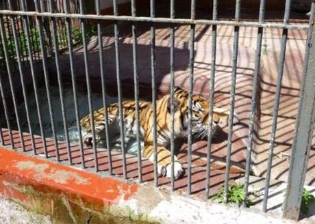 zoo di napoli